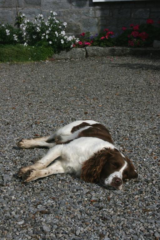 Moate Lodge Athy Bagian luar foto